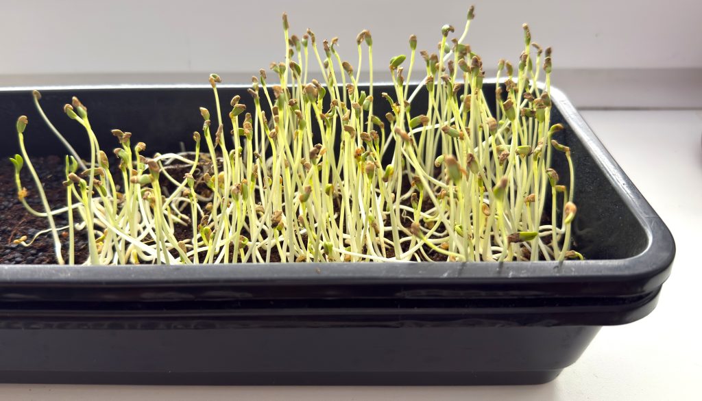 piskavice recke seno